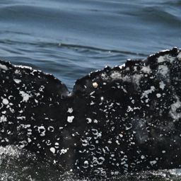 Fluke of HW-MN0806064