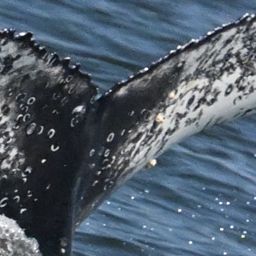 Fluke of HW-MN0806065