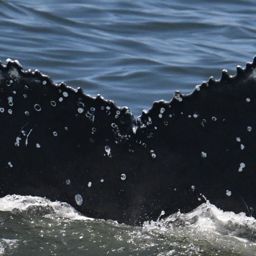 Fluke of HW-MN0806067