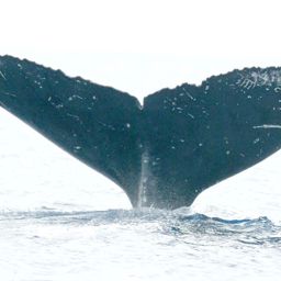 Fluke of HW-MN0440719