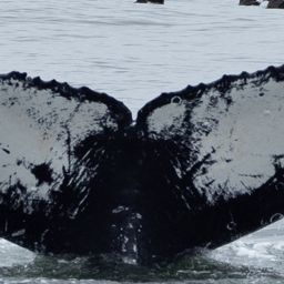 Fluke of CRC-15147