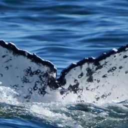 Fluke of HW-MN0806073