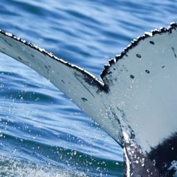 Fluke of HW-MN0806076