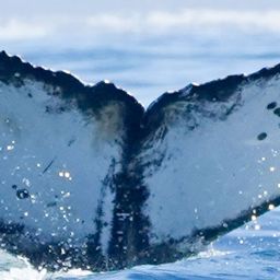 Fluke of HW-MN0806094