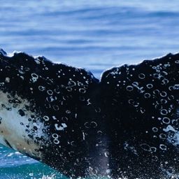 Fluke of HW-MN0806097