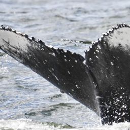 Fluke of HW-MN0806102