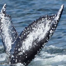 Fluke of HW-MN0806105