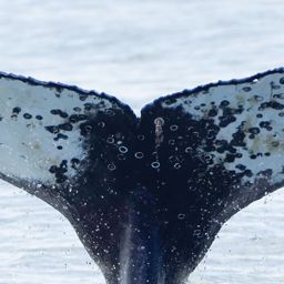 Fluke of HW-MN0806106