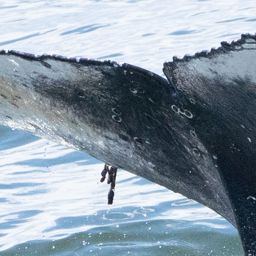 Fluke of HW-MN0806107