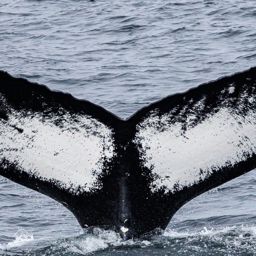 Fluke of NA-7101