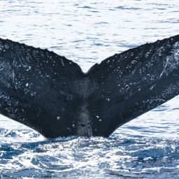 Fluke of HW-MN0440750