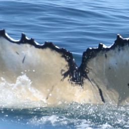 Fluke of HW-MN0806115