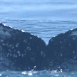Fluke of HW-MN0806116