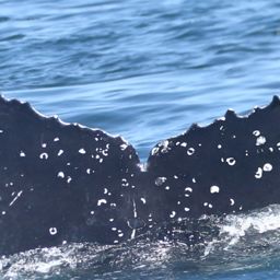 Fluke of HW-MN0806119