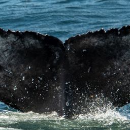 Fluke of HW-MN0806124