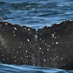 Fluke of HW-MN0806125