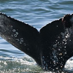 Fluke of HW-MN0806126