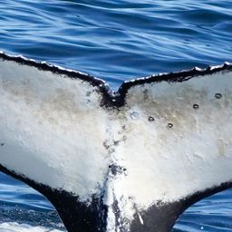 Fluke of HW-MN0806128
