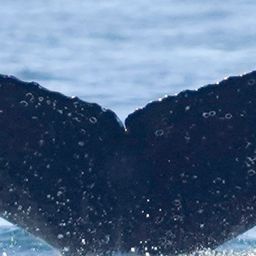 Fluke of HW-MN0806131