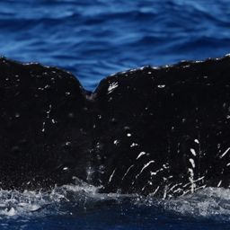 Fluke of HW-MN0440652