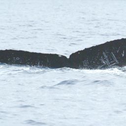 Fluke of CRC-19160