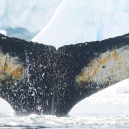 Fluke of PWF-EC_6856