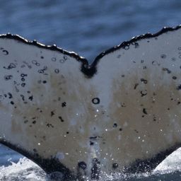 Fluke of HW-MN0806133