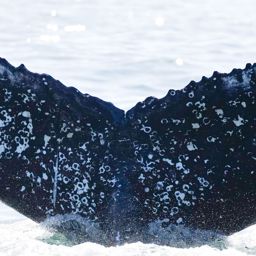 Fluke of HW-MN0806135