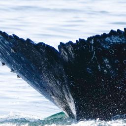 Fluke of HW-MN0806136