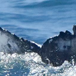 Fluke of HW-MN0806138