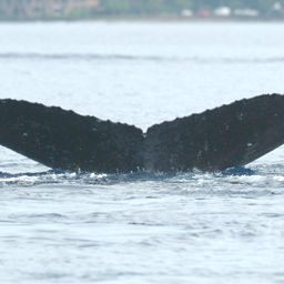 Fluke of HW-MN0440659