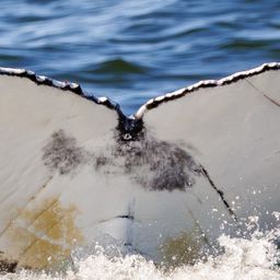 Fluke of HW-MN0806142