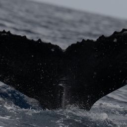Fluke of HW-MN0445479