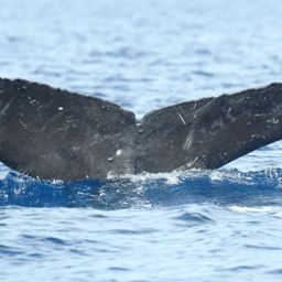 Fluke of HI04-0136