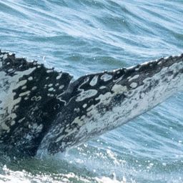 Fluke of HW-MN0806160