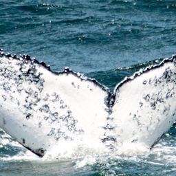 Fluke of HW-MN0806161
