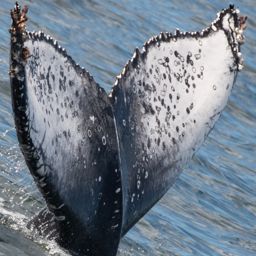 Fluke of HW-MN0806162