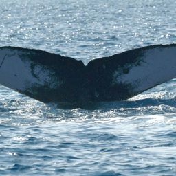 Fluke of BCY0142