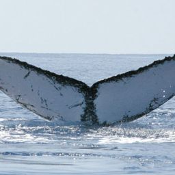 Fluke of HW-MN0440669