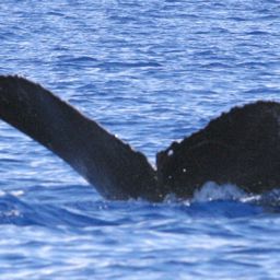 Fluke of HW-MN0440657