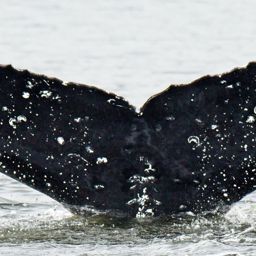 Fluke of Kamau
