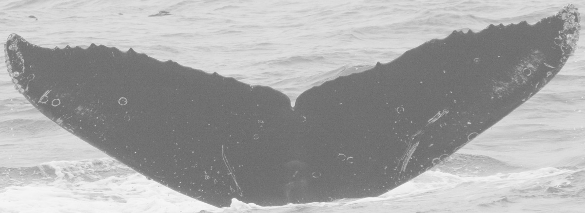 Fluke of CRC-12251