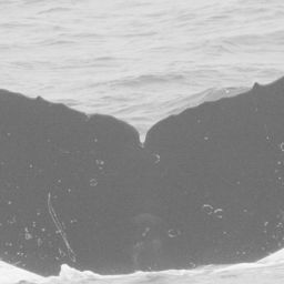 Fluke of CRC-12251