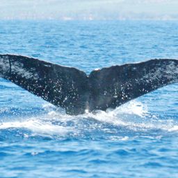 Fluke of SEAK-0391