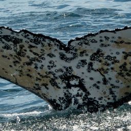Fluke of HW-MN0806173