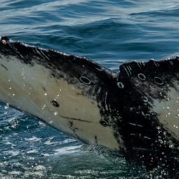 Fluke of HW-MN0806176