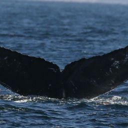 Fluke of CRC-11252