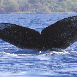Fluke of HW-MN0440765