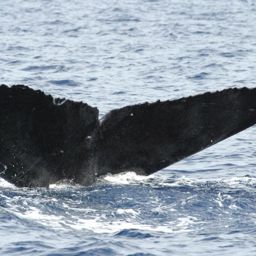 Fluke of HW-MN0440620