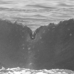 Fluke of CRC-9037
